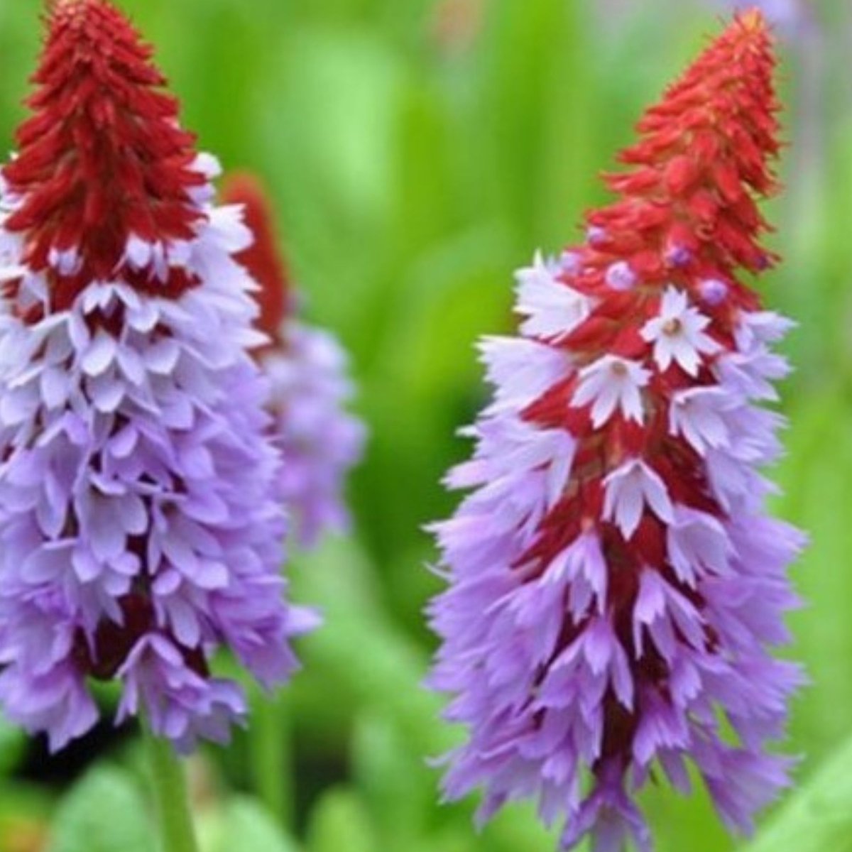 Kandelaarprimula (Primula vialii) - - Sleutelbloem (Driepack) - (Ook)-Voor in huis - Bijen-Vlinders - Groenblijvend - Vaste planten