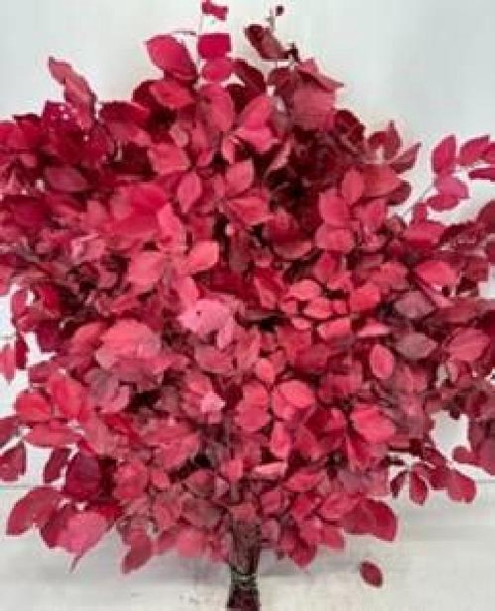 5x Dc fagus lila gestabiliseerd 70cm