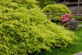 Plants Online - Tuinplanten - Heesters - Set van 1 - Acer palmatum 'Dissectum' C12 80-100 cm