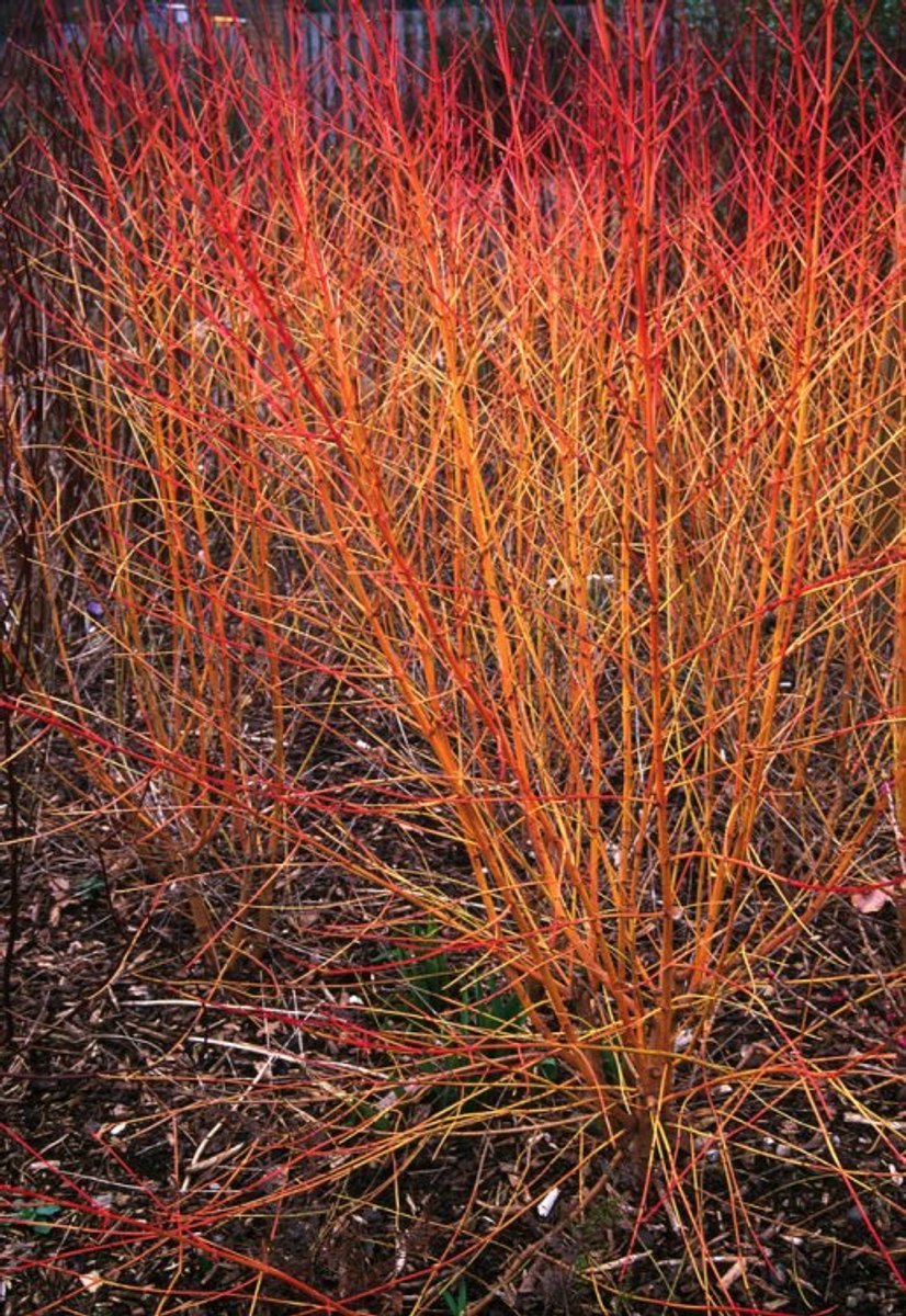Plants Online - Tuinplanten - Heesters - Set van 1 - Cornus sanguinea 'Midwinter Fire' - 3 liter pot - Plant 40-50 cm