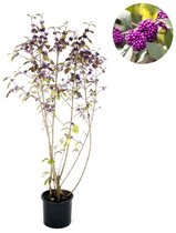 Plants Online - Tuinplanten - Heesters - Set van 1 - Callicarpa bodinieri 'Profusion' C12 100-125 cm