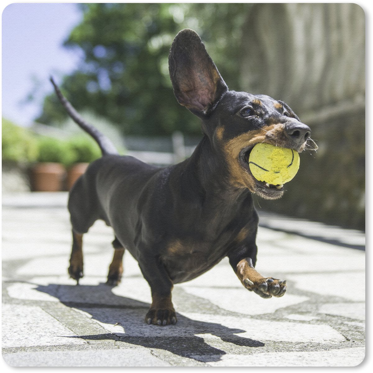 Muismat 30x30 cm - Mousepad Een zwarte Teckel met een tennisbal - Muismatten