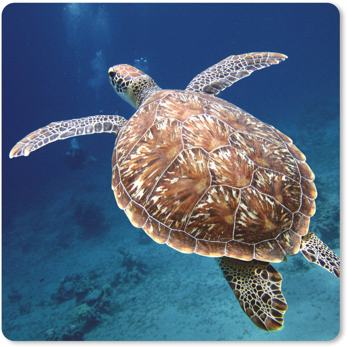 Muismat 30x30 cm - Mousepad Zeeschildpad fotoprint - Muismatten