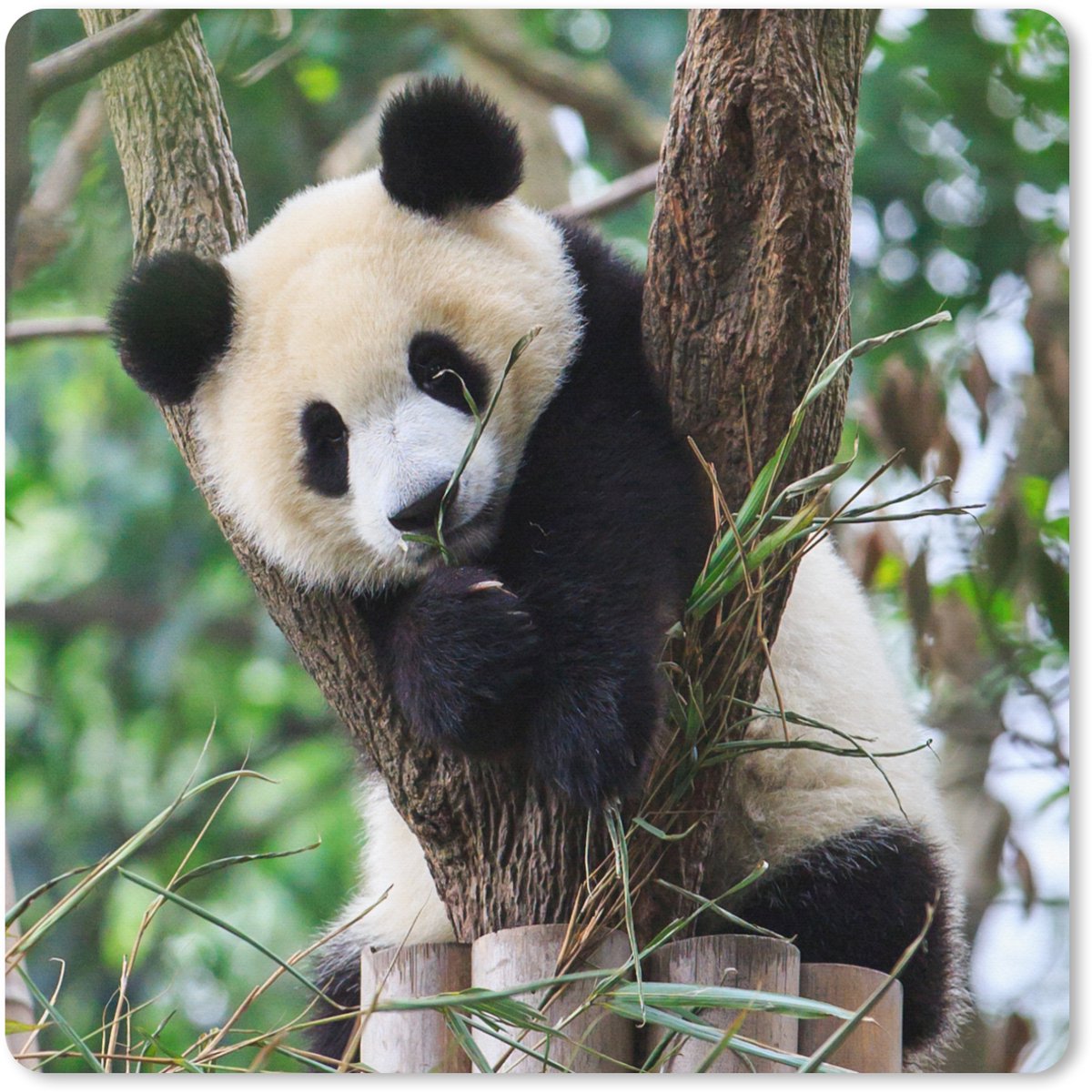 Muismat XXL 60x60 cm - Bureau onderlegger - Bureau mat Panda - Dieren - Jungle - Natuur - Bureaumat - Gaming mousepad xl - Bureaulegger groot - Computer deskmat