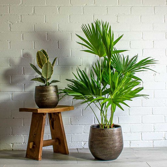 Twee gouden potten met reliëf, een grote met een palm en een kleinere met een ficus, op een houten krukje.