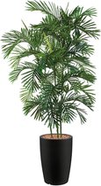 HTT - Kunstplant Areca palm in Genesis rond antraciet H200 cm