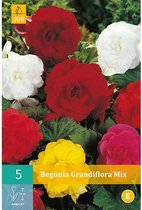 X 5 BEGONIA GRANDIFLORA MIX 5/6