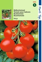 2 stuks - Hortitops - Tomaten Maja Balkontomaat Amateur Variety