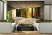 Window Forest Trees Beam Light Nature Photo Wallcovering