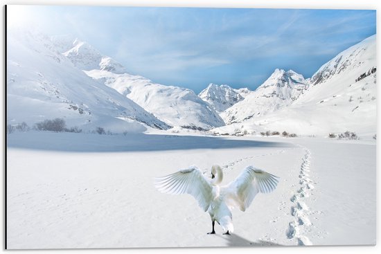WallClassics - Dibond - Zwaan in Besneeuwde Bergen - 60x40 cm Foto op Aluminium (Met Ophangsysteem)