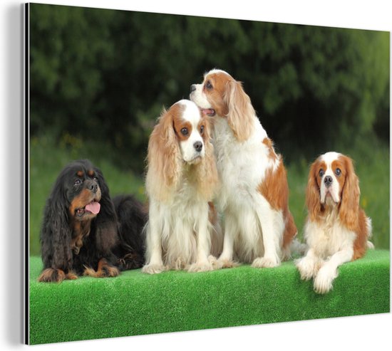 Wanddecoratie Metaal - Aluminium Schilderij Industrieel - Schattige Cavalier King Charles-spaniël op een groene wand - 120x80 cm - Dibond - Foto op aluminium - Industriële muurdecoratie - Voor de woonkamer/slaapkamer