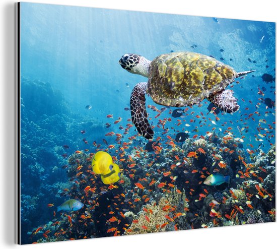 Wanddecoratie Metaal - Aluminium Schilderij - Schildpad bij koraalrif
