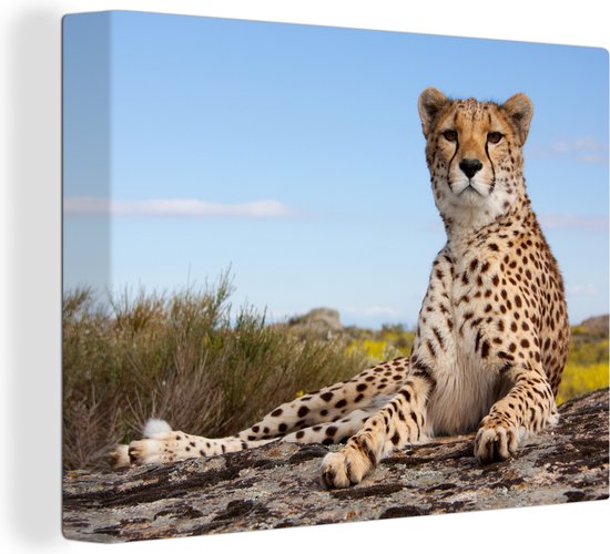 Canvas - Cheetah - Boomstam - Natuur - Interieur - 80x60 cm - Canvas doek - Schilderijen op canvas
