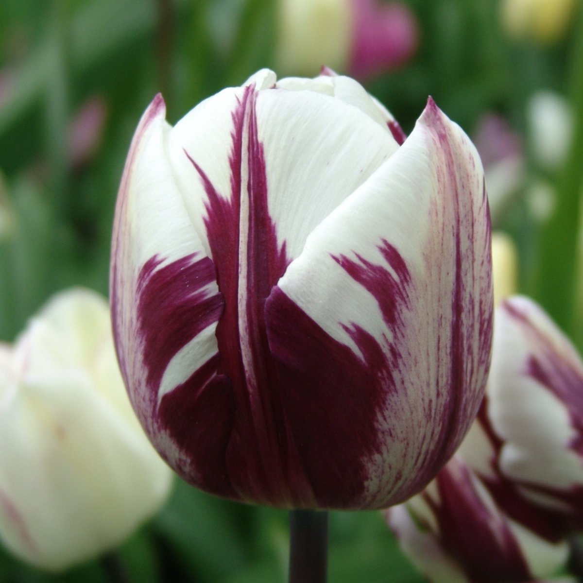 Tulp Rems Favourite | 10 stuks | Wit | Paars | Tulpenbollen
