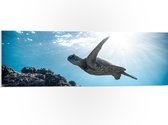 WallClassics - PVC Schuimplaat- Schilpad Zwemmend onder Water - 90x30 cm Foto op PVC Schuimplaat