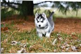 WallClassics - Dibond - Siberische Husky Pup Rennend door het Gras - 90x60 cm Foto op Aluminium (Met Ophangsysteem)