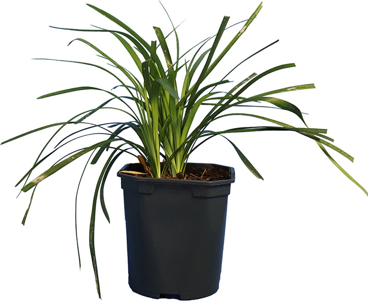 Set van 10 | Leliegras ‘Monroe white’ pot 20-25 cm - Weinig onderhoud - Bladverliezend - Bloeiende plant - Geschikt als lage haag