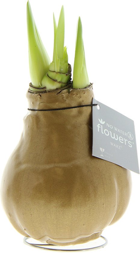 Bloomique