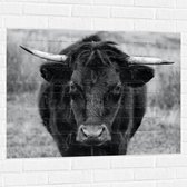 WallClassics - Muursticker - Photo Zwart et Wit du Taureau - 100x75 cm Photo sur Muursticker