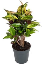Croton Iceton 60 cm
