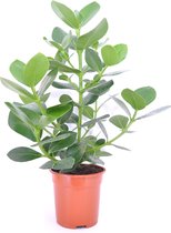 Kamerplant van Botanicly – Clusia – Hoogte: 50 cm – Clusia Rosea Princess