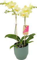 Orchidee van Botanicly – Orchidee in groen keramiek pot 'Eline' als set – Hoogte: 50 cm, 2 takken – Phalaenopsis Multiflora Green Pixie