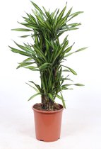 Kamerplant van Botanicly – Drakenboom – Hoogte: 110 cm – Dracena fragans Riki