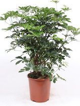 Kamerplant van Botanicly – Vingerboom – Hoogte: 85 cm – Schefflera arb. Compacta