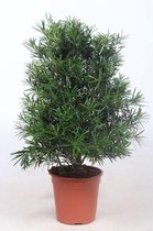 Kamerplant van Botanicly – Podocarpus macrophylla – Hoogte: 110 cm