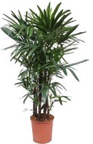 Rhapis Excelsa 150 cm