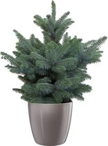 Picea Super Blue 50cm Diamond Oyster Pearl Pot