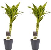 Kamerplanten van Botanicly – 2 × Drakenboom met grijze sierpot als set – Hoogte: 45 cm – Dracaena Sandriana