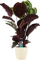 Kamerplant van Botanicly – Marantaceae incl. crème kleurig sierpot als set – Hoogte: 70 cm – Calathea Medaillon
