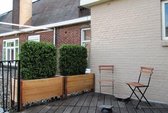 Buxus deluxe kunstheg 80x100cm