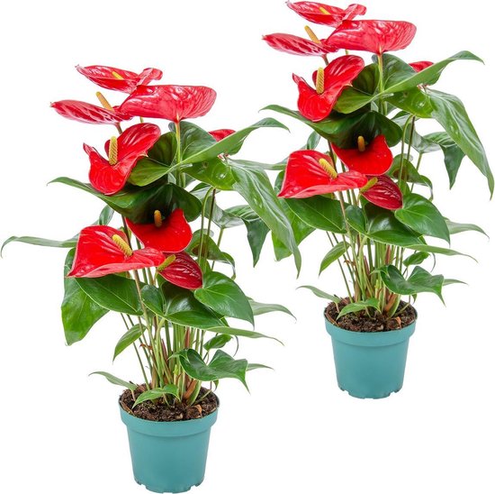 Anthurium | Flamingoplant rood per 2 stuks - Kamerplant in kwekerspot ⌀12  cm - ↕50 cm | bol.com