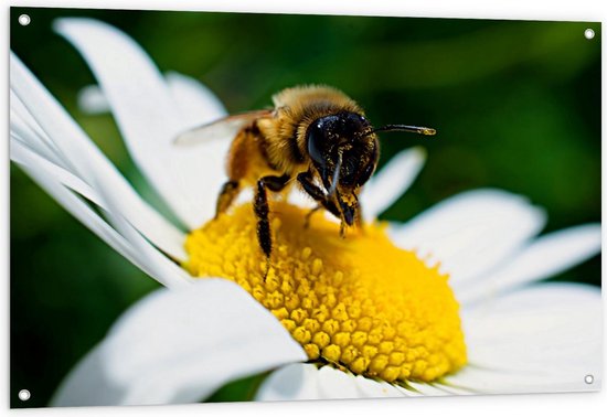 Tuinposter – Bij op Wit Madeliefje - 120x80cm Foto op Tuinposter  (wanddecoratie voor buiten en binnen)
