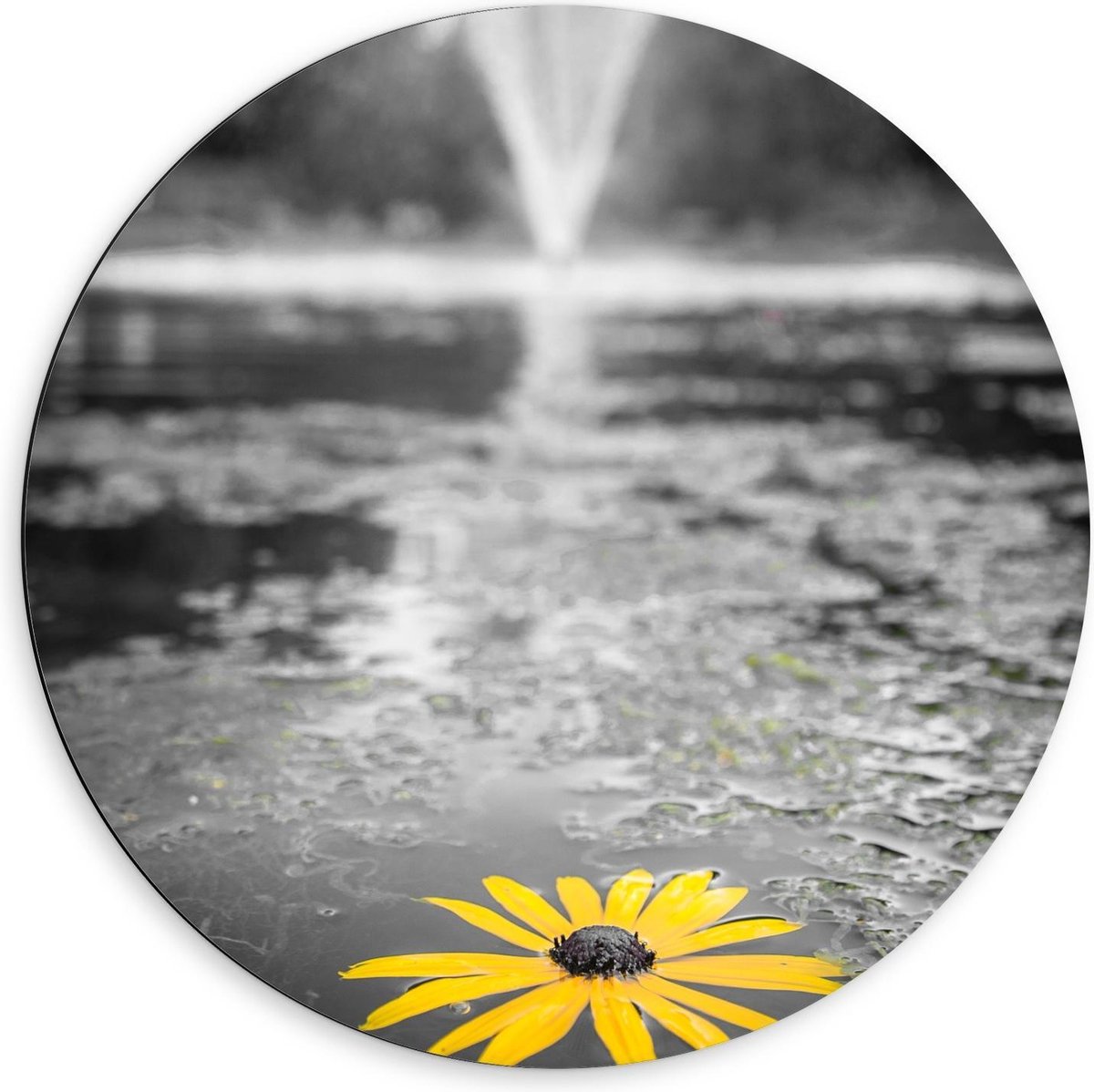 Dibond Wandcirkel - Gele Bloem in het Water bij Fontein - 60x60cm Foto op Aluminium Wandci