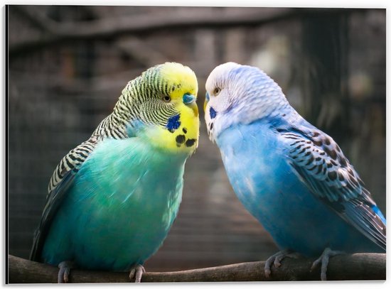 Dibond - Twee Verliefde Parkieten - 40x30cm Foto op Aluminium (Wanddecoratie van metaal)