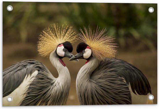 Tuinposter – Twee Grijze Vogels met Gouden Haren op Hoofd - 60x40cm Foto op Tuinposter  (wanddecoratie voor buiten en binnen)