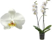 Orchidee van Botanicly – Vlinder orchidee – Hoogte: 55 cm, 2 takken – Phalaenopsis Ghost Town