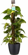 Kamerplant van Botanicly – Herfstvaren incl. sierpot zwart als set – Hoogte: 80 cm – Epipremnum Aureum