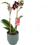 Orchidee van Botanicly – Vlinder orchidee in groen keramiek pot 'Eline' als set – Hoogte: 50 cm, 2 takken – Phalaenopsis Multiflora Bellinzona