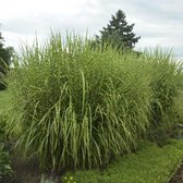 12 x Miscanthus sinensis Strictus - Tijgergras in 9x9cm pot met hoogte 5-10cm