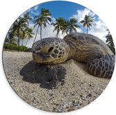 Dibond Wandcirkel - Zeeschildpad op Strand  - 60x60cm Foto op Aluminium Wandcirkel (met ophangsysteem)