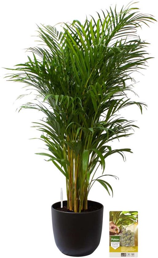 Pokon Powerplanten Areca Palm 110 cm ↕ - Kamerplanten - in Pot (Mica Tusca Zwart) - Goudpalm - met Plantenvoeding / Vochtmeter