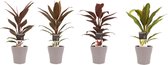 Combi 1x Cordyline Tango 1x Cordyline Rumba 1x Cordyline Mambo 1x Cordyline Kiwi met Anna taupe