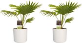 Duo 2 x Livistona Rotendifolia met Elho B.for soft white
