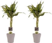 Duo 2 x Dracaena Sandriana victory met Anna taupe