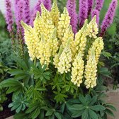 50 x Lupinus 'Gallery Yellow' - Lupine in 9x9cm pot met hoogte 0-10cm