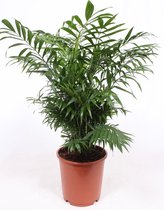 Kamerplant van Botanicly – Mexicaanse Bergpalm – Hoogte: 90 cm – Chamaedorea elegans
